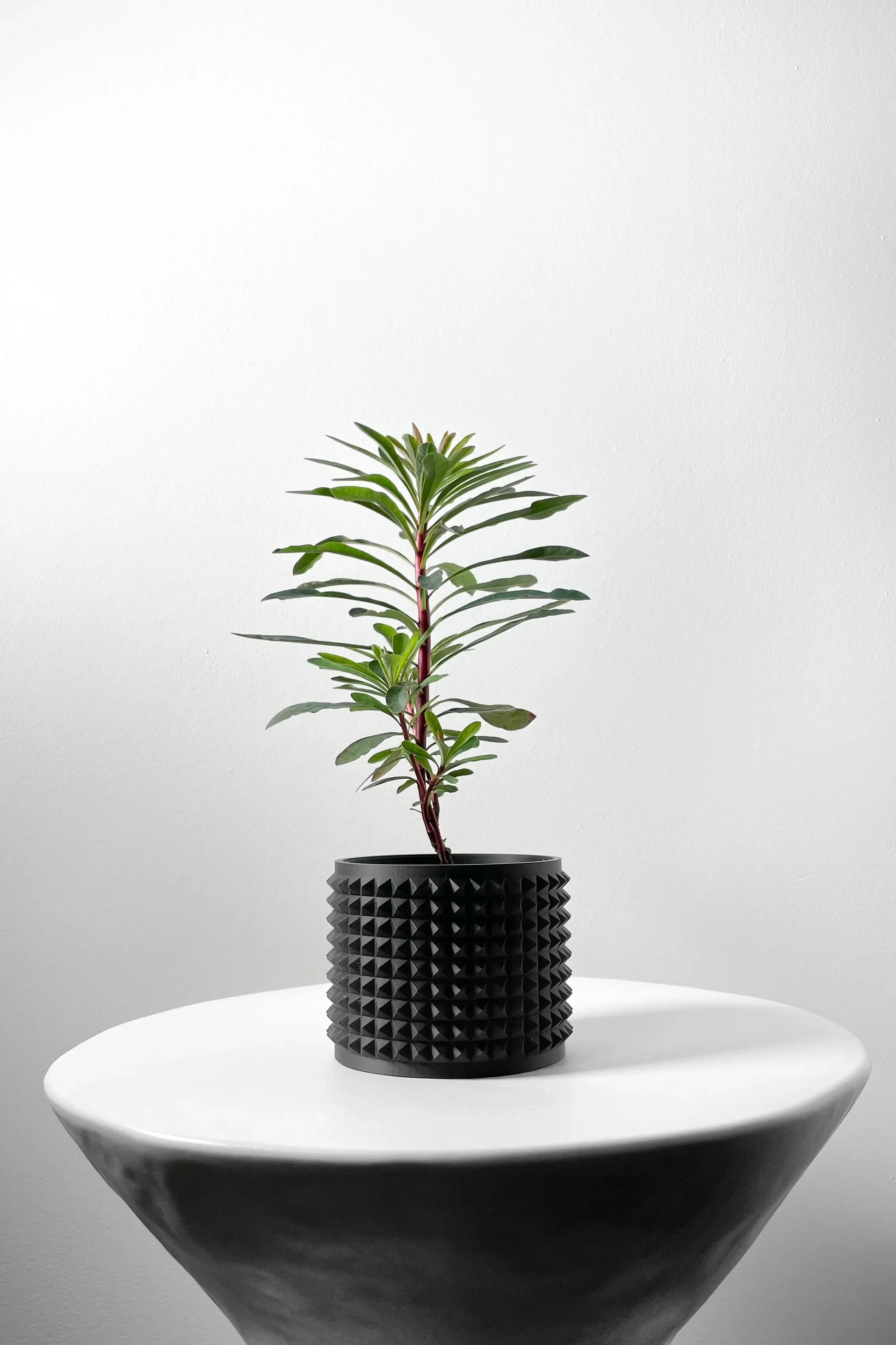 Pot décoratif noir mat avec texture à reliefs carrés, contenant une petite plante verte aux feuilles étroites, posé sur une.
