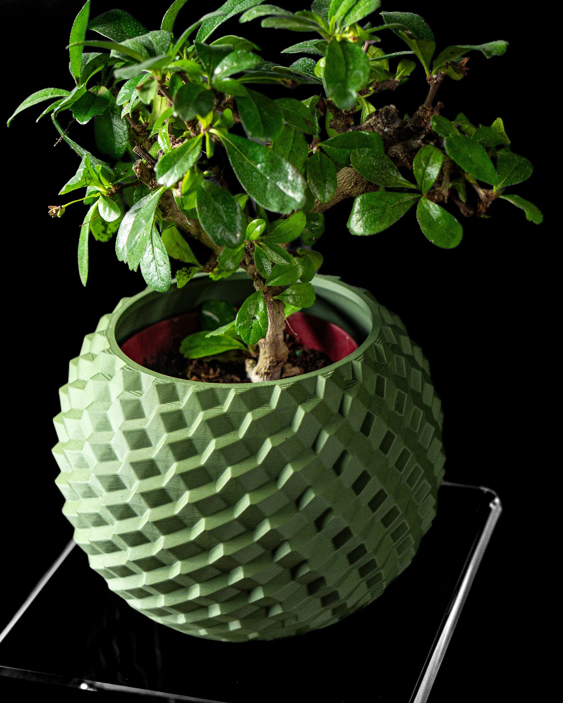 Pot décoratif vert pâle en forme de sphère avec surface texturée en relief géométrique, plante verte à feuilles épaisses à.