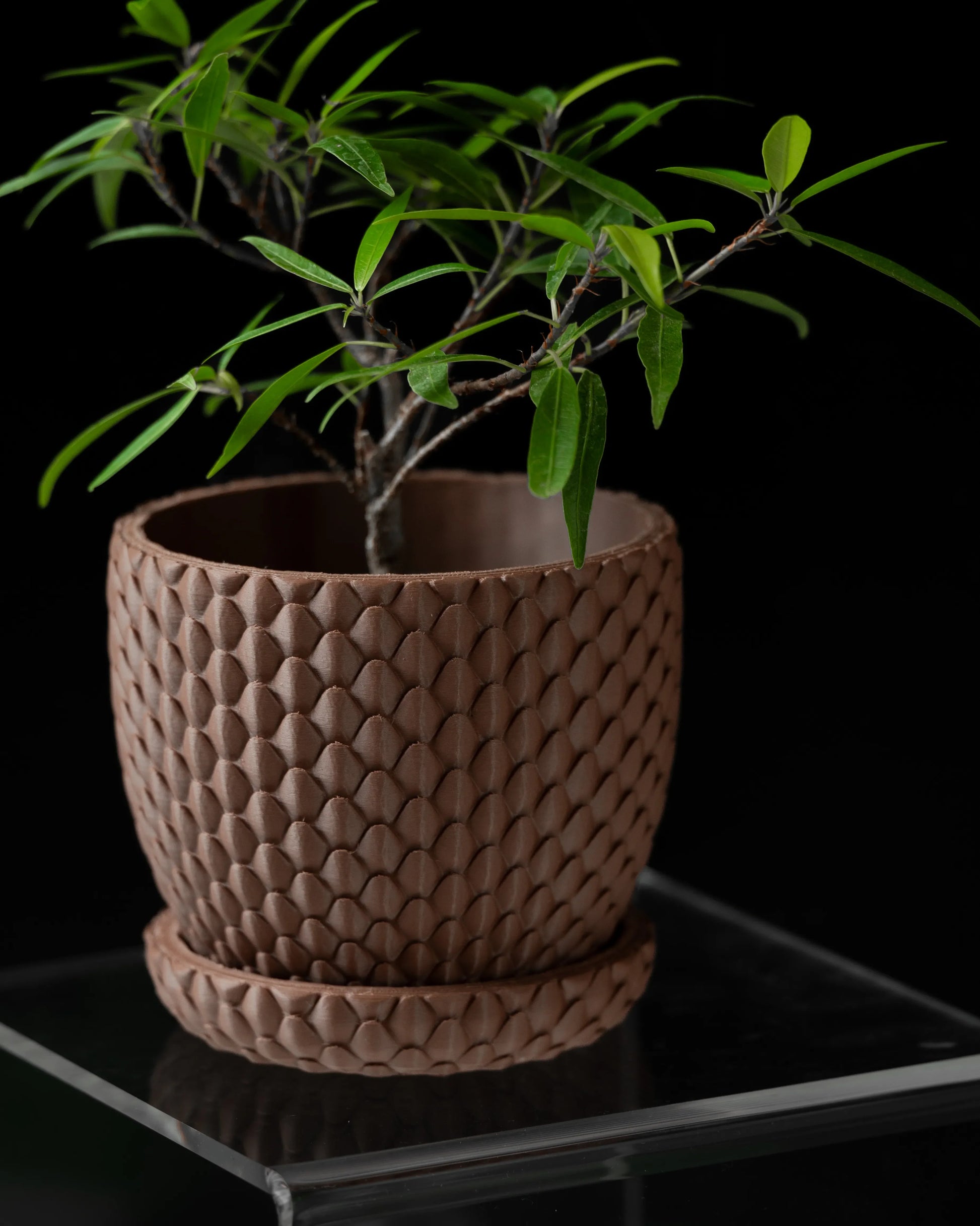 Pot décoratif marron en matériau texturé imitant des écailles de dragon, forme cylindrique avec soucoupe assortie, plante.