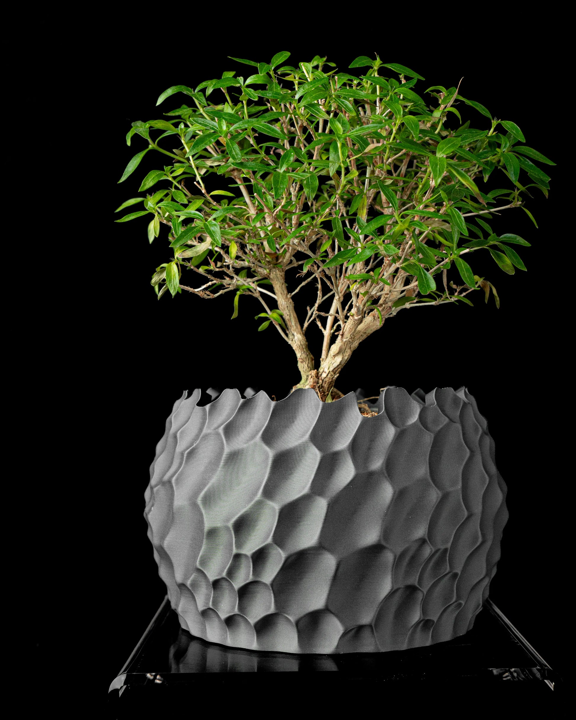 Pot décoratif gris anthracite à texture hexagonale en relief, forme ronde, contenant un bonsaï avec feuilles vertes denses.