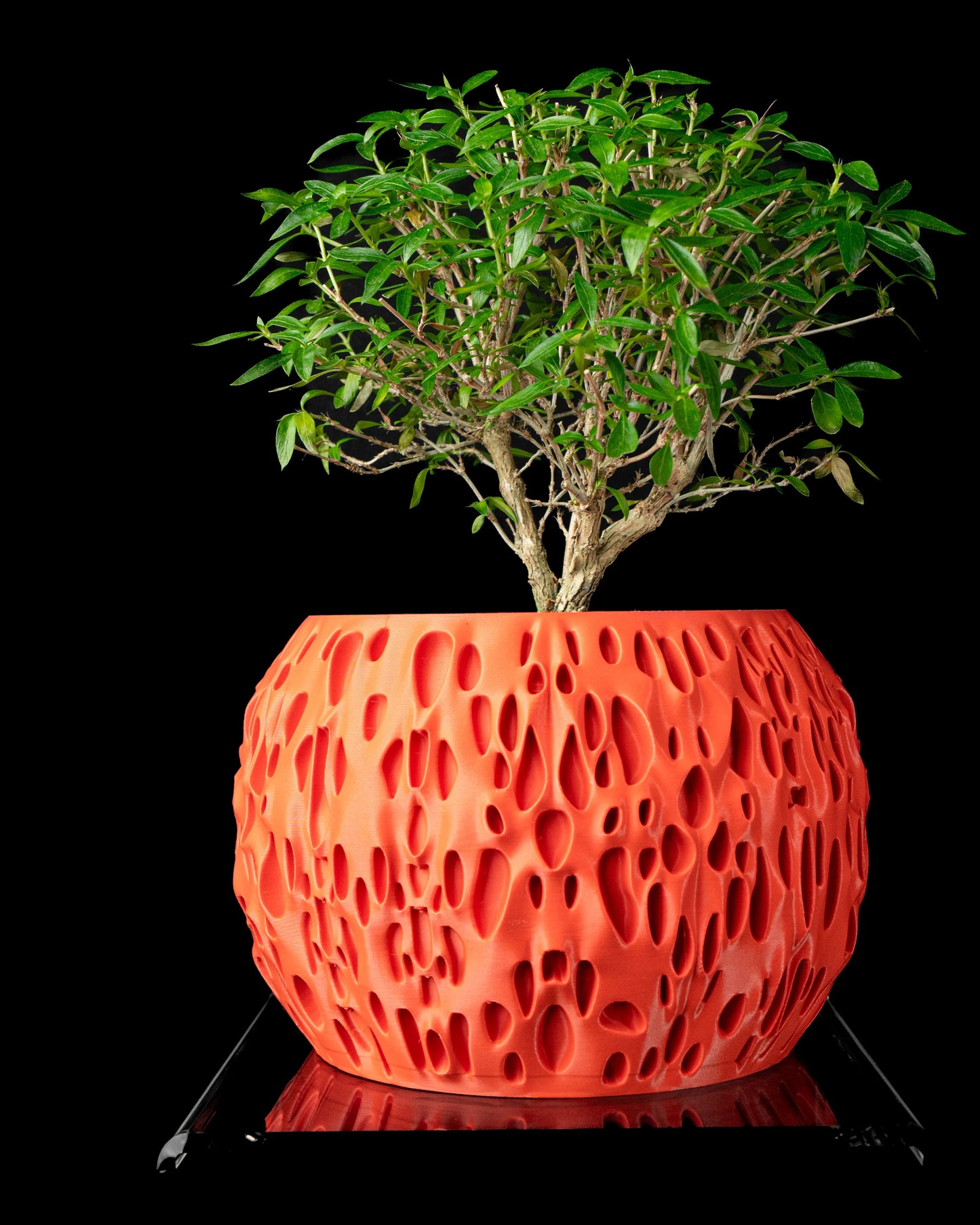 Vaso decorativo maculato 