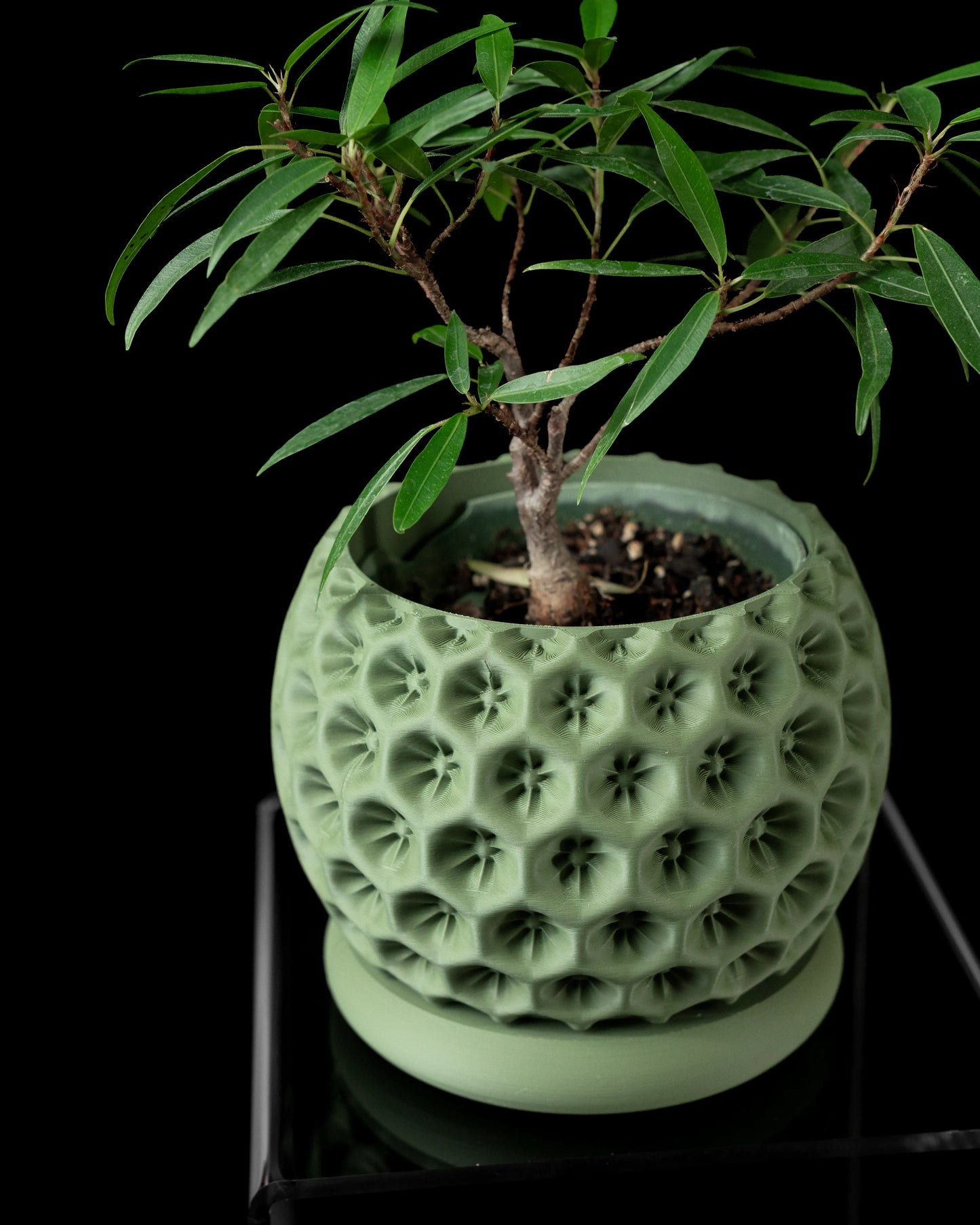 Vaso decorativo stellato